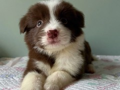 广东退伍兵犬舍
