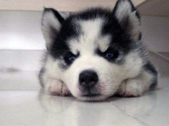 咸阳哈士奇幼犬