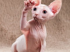 千禧猫舍