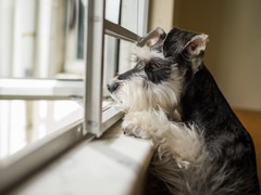 犬舍繁殖基地