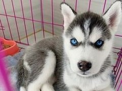 盛诚犬业