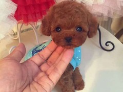 芜湖爱尔兰猎狼犬