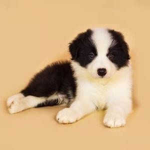 犬舍繁殖基地