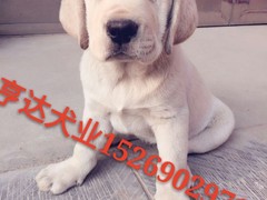 亨达犬业