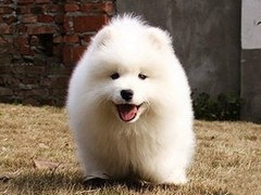 旺旺名犬