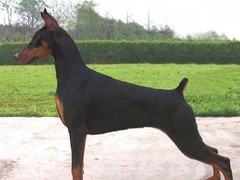 如意犬业