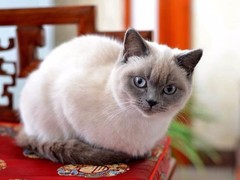 清华猫舍