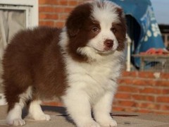 汪泰犬业