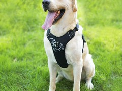 马鞍山孙亮星狗连锁品牌训犬基地