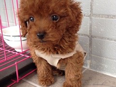 雷克萨斯~尨犬舍