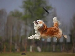 石家庄训犬基地