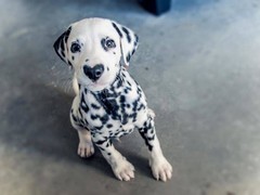 廊坊硬毛指示格里芬犬
