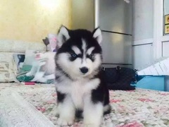 长沙宠物狗养殖