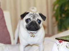 南昌硬毛指示格里芬犬