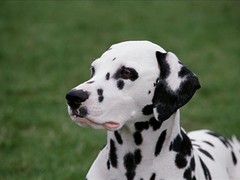乌鲁木齐圣伯纳犬