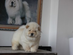 武汉喜喜犬舍
