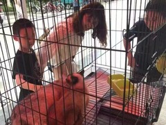 上海松江区流浪猫宠物猫流浪狗小动物救助领养救援收容收养中心站