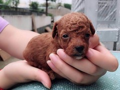 犬舍繁殖基地
