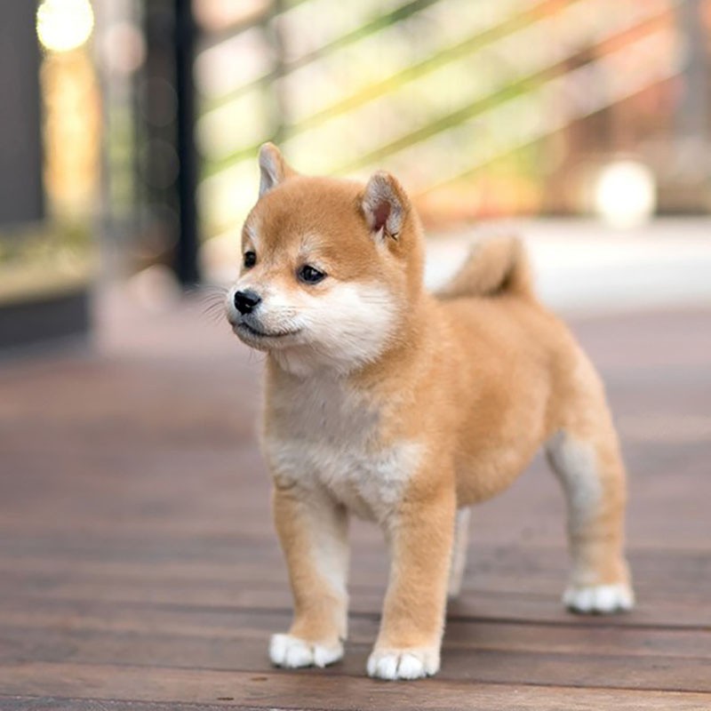 犬舍繁殖基地