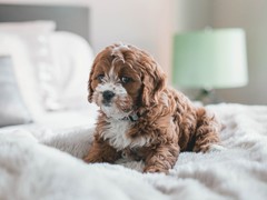 泰州巴吉度犬
