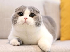 虹雨猫舍