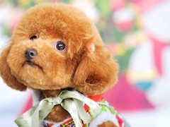 广东旺驰犬舍（cku认证犬舍）