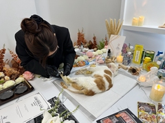 北京寵物火化