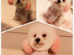 威海卷毛寻回犬