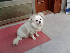 泰州美国英国猎浣熊犬