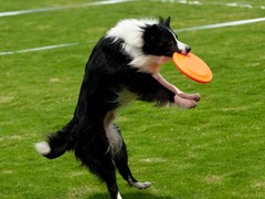 石家庄训犬基地