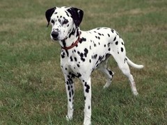 台州波兰德斯布比野犬