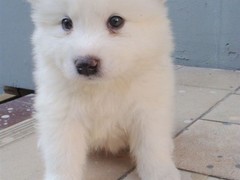 爱宠乐犬舍