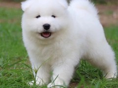 爱宠乐犬舍