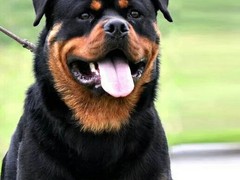 青岛西帕基犬