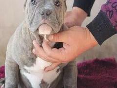 盛诚犬业