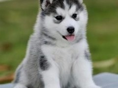 名扬犬业