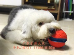 广东退伍兵犬舍
