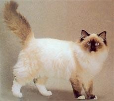梦洁猫舍