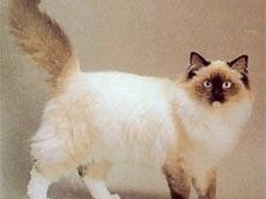 莉姿猫舍