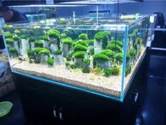 南京碧海水族
