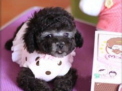 保定库瓦兹犬