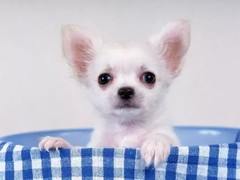 呼和浩特比利牛斯牧羊犬