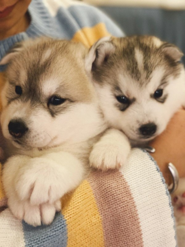 犬舍繁殖基地
