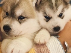广东铃铛犬舍繁殖基地