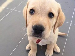 常德切萨皮克海湾寻回犬