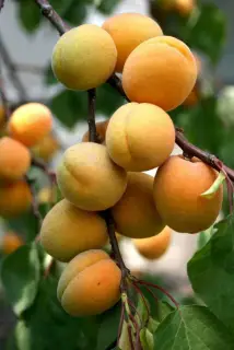 园林设计专业经营绿化工程