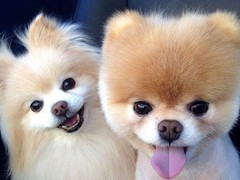 银川比利牛斯牧羊犬