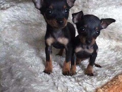 台州波兰德斯布比野犬