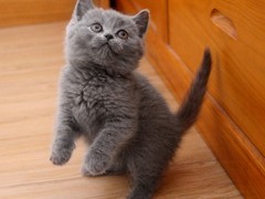 晶滢猫舍