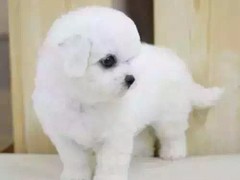 长沙喜喜宠物狗